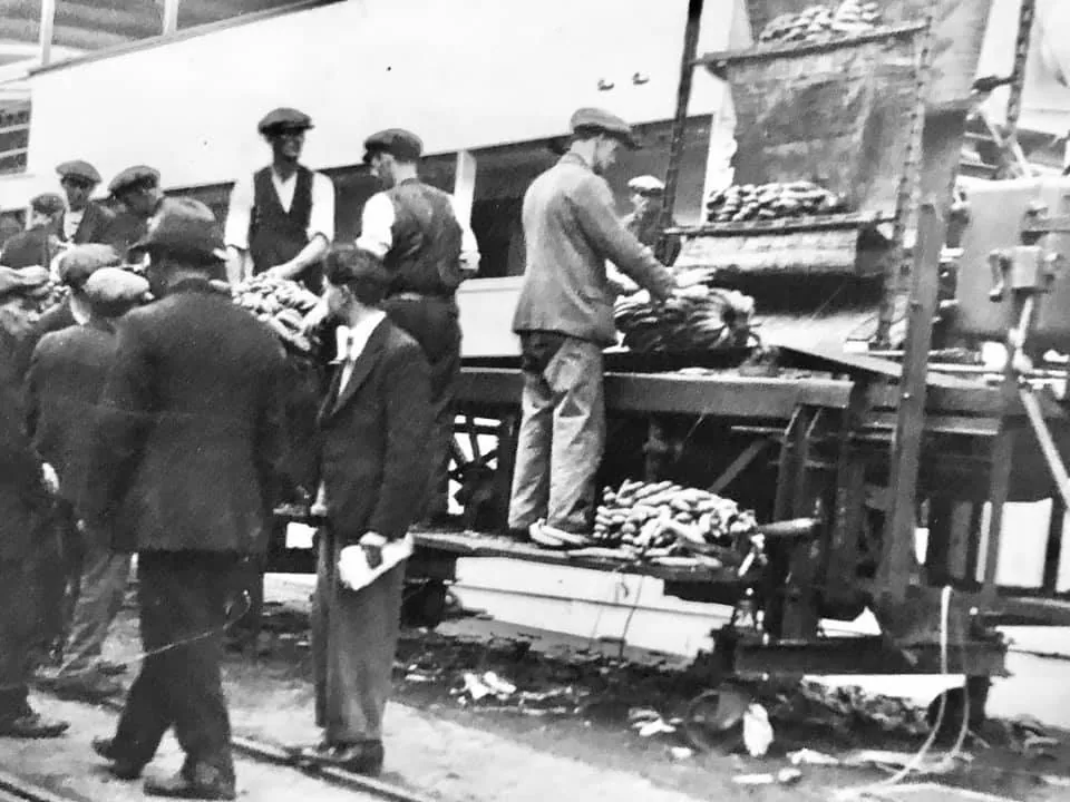 Dock workers in flat caps sorting bunches of bananas on a wooden conveyor at Southampton Docks, mid-twentieth century